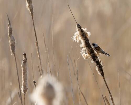 Маленький строитель