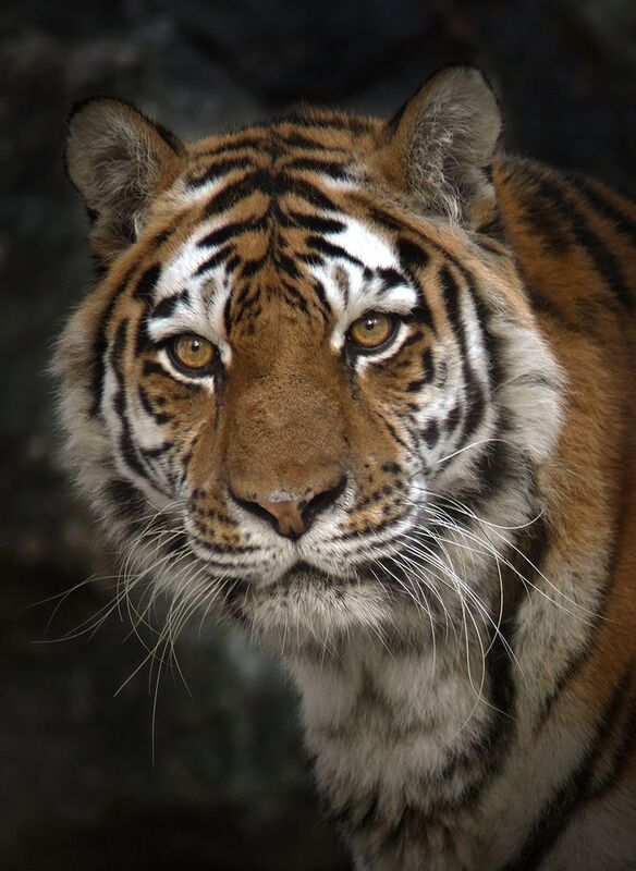 Амурская тигрица фото превью