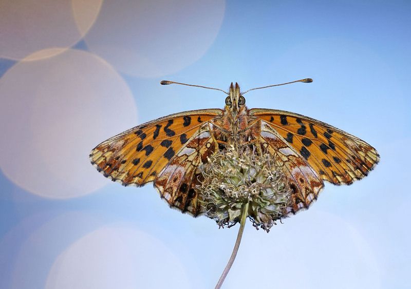 Бабочка *** фото превью