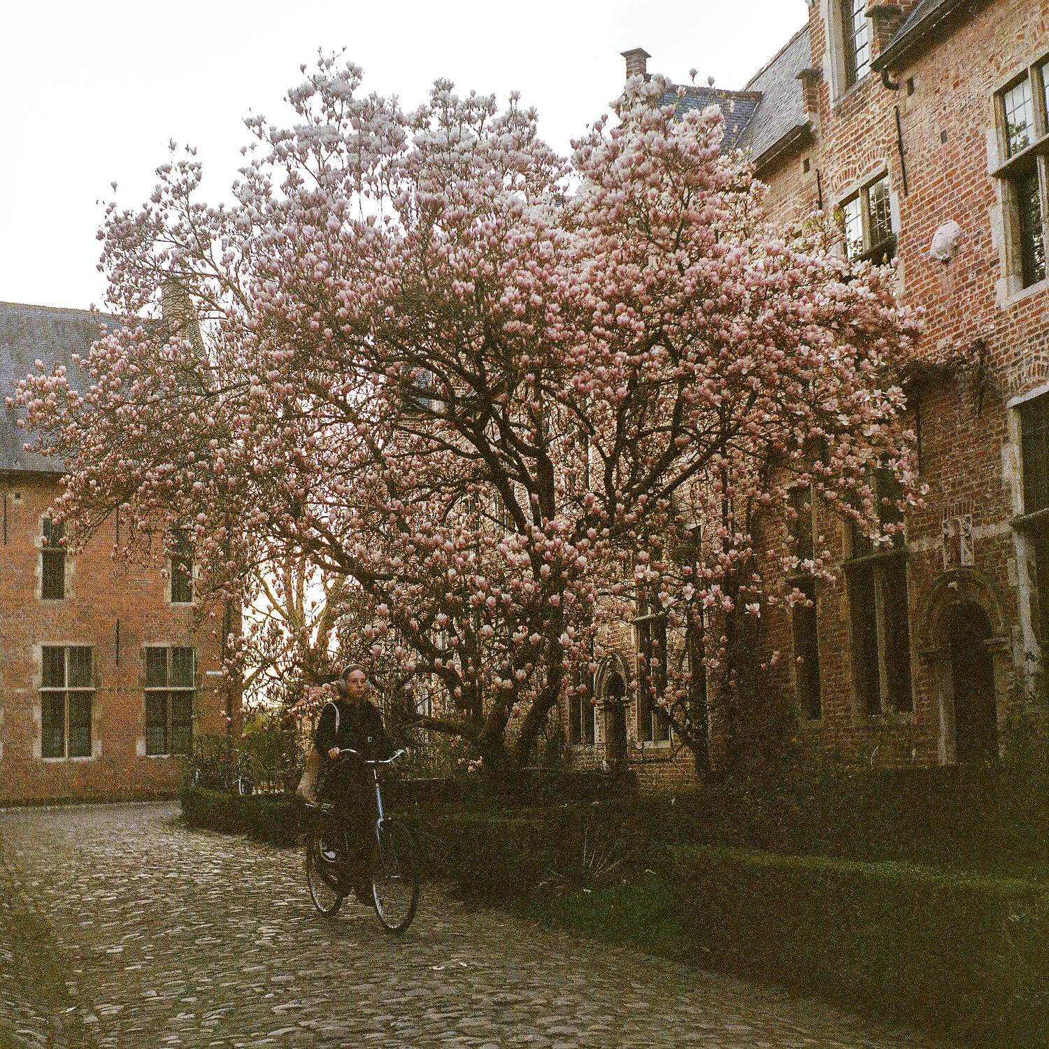 magnolia, tree, blossom, spring, bicycle, cobblestone, courtyard, beguinage, belgium, architecture, brick, historic, medieval, bloom, pink, Rozman Erik