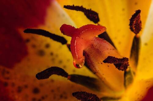 Тайная история апрельского тюльпана.