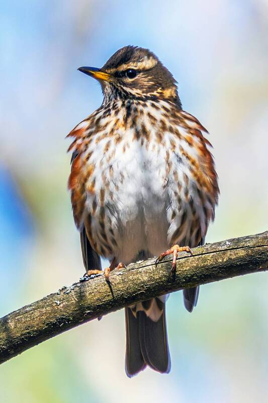 белобровик  фото превью