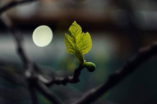 Керченская смоковница.