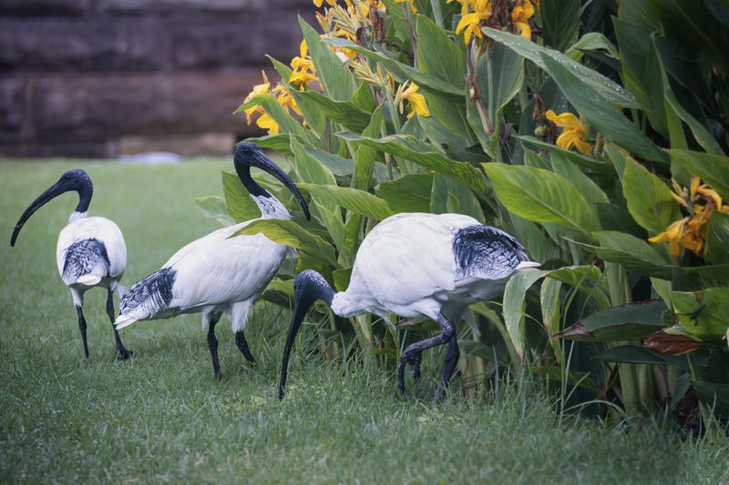 bird, chicken, ibis, park, grass, bush, flower, green Bin chickens фото превью