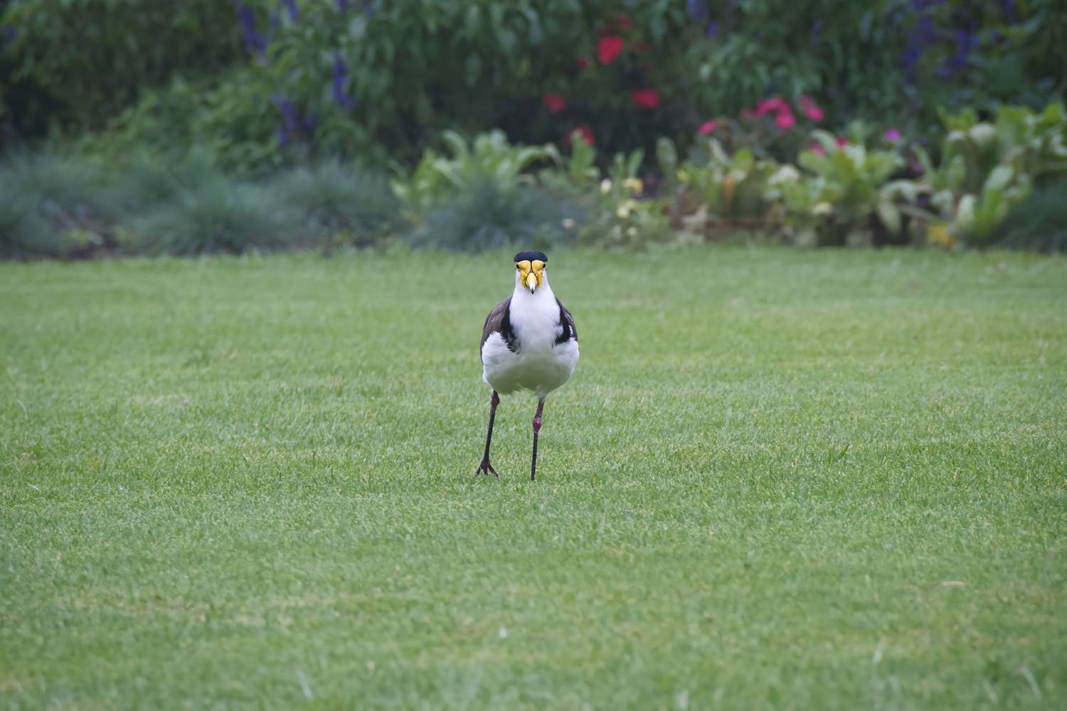 bird, bush, labdscape, green, nature, vanellus miles, masked lapwing, sydney, park, garden, Shpek Andrey