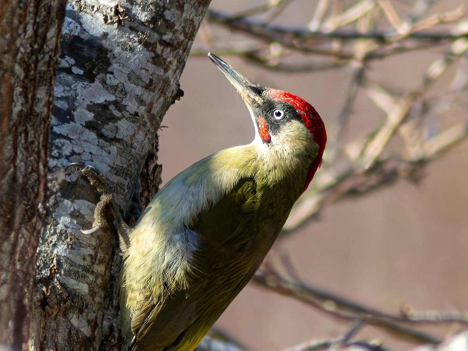 зелёный дятел, дятел, picus viridis, picus, green woodpecker, woodpecker, Бондаренко Георгий