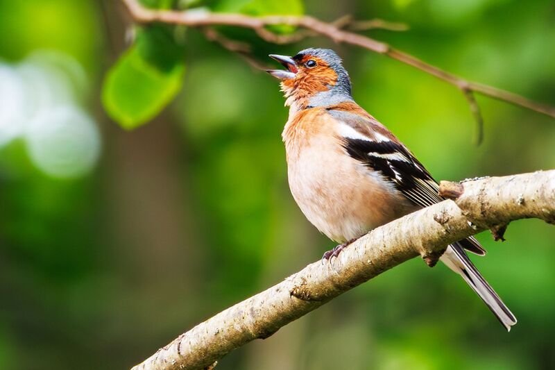 Зяблик  фото превью