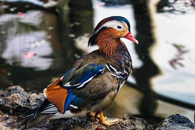 Мандаринка  фото превью