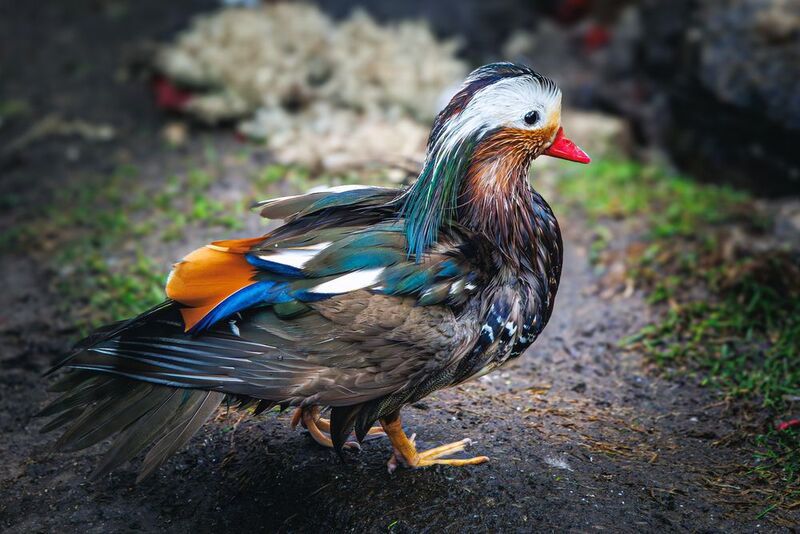 Мандаринка  фото превью