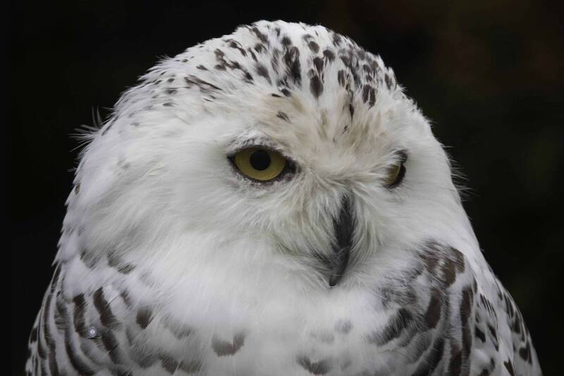 Snowy owl фото превью