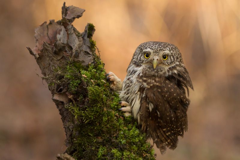 Воробьиный сычик. фото превью