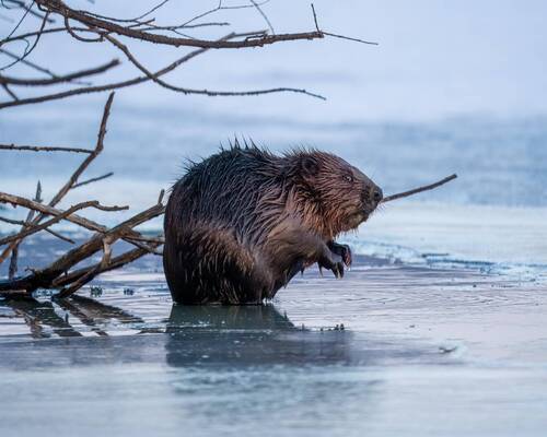 Всем Бобра!