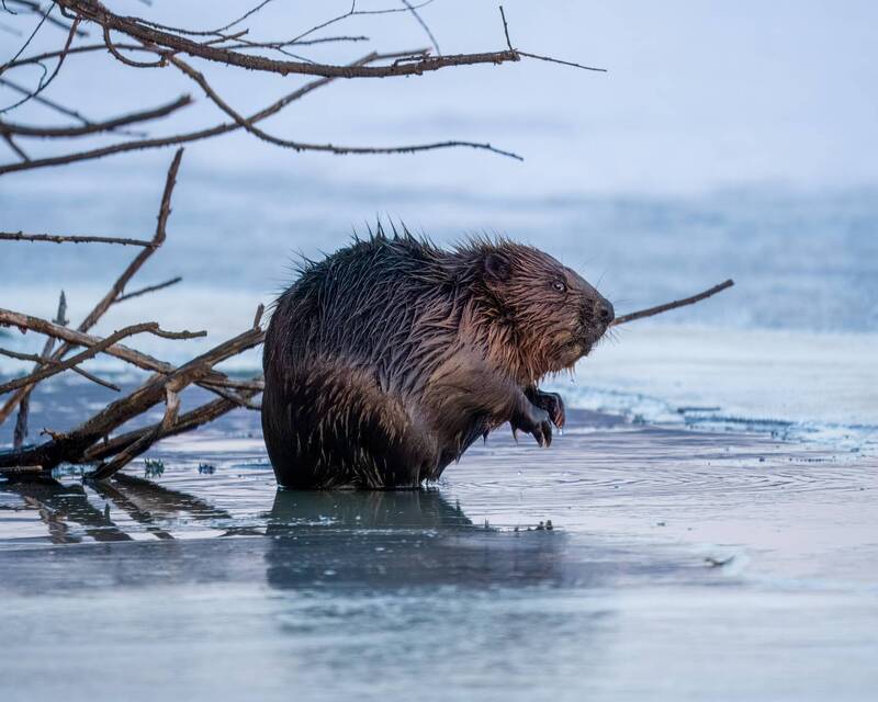 Всем Бобра! фото превью