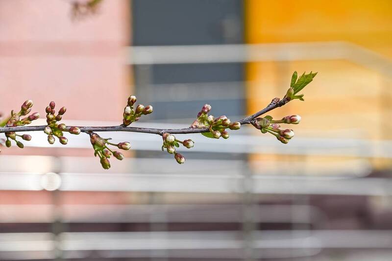 Веточка вишни хочет распустится фото превью