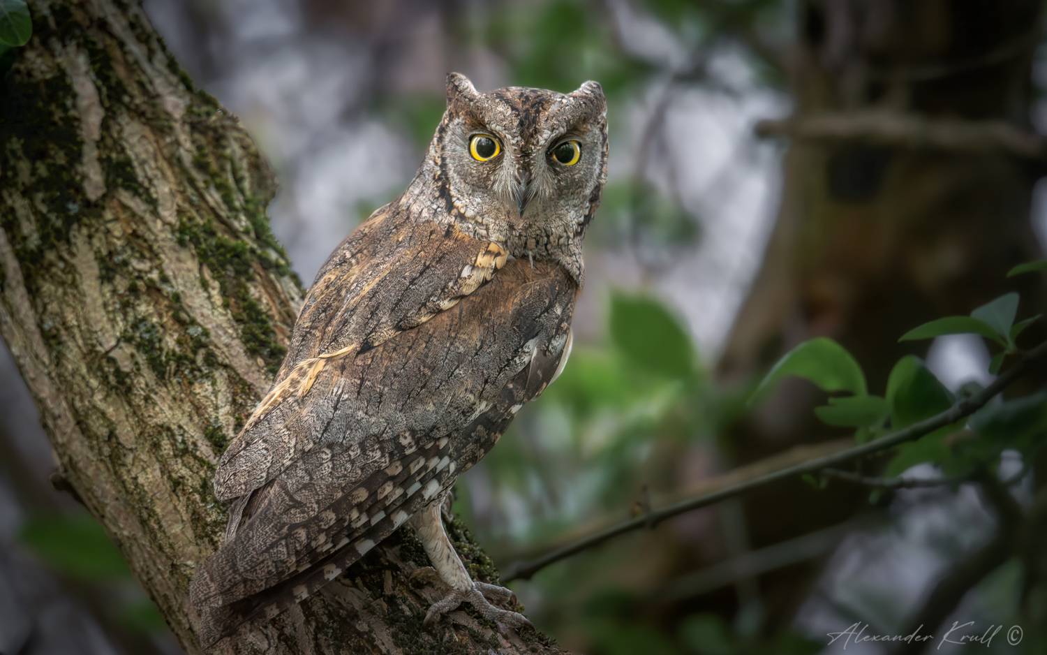 сплюшка, сова, otus scops, Круль Александр