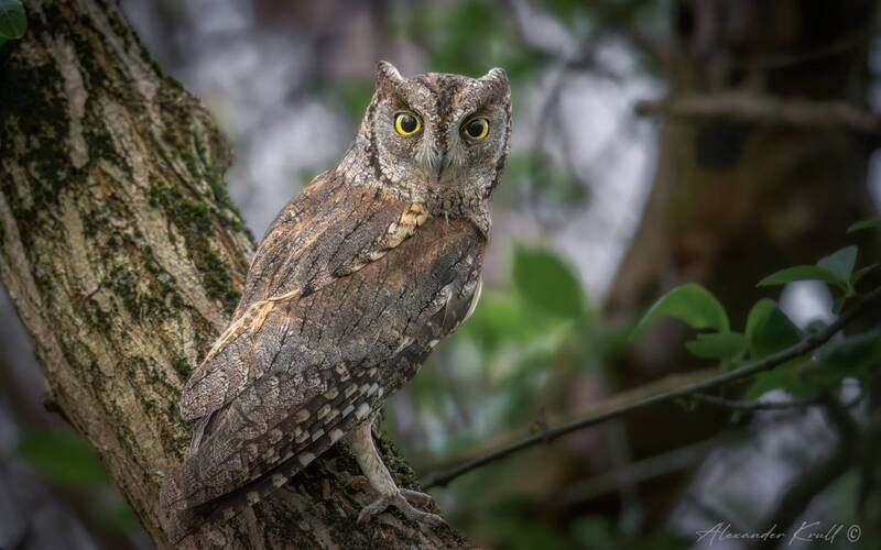 сплюшка, сова, otus scops Внимание фото превью