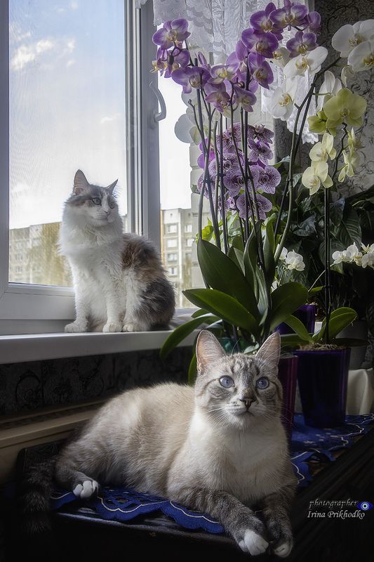 домашние животные, интерьер, кошки, питомцы, орхидеи И каждый думал и мечтал о чем-то о своем.. фото превью
