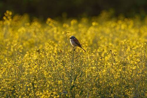 Зорро в рапсе