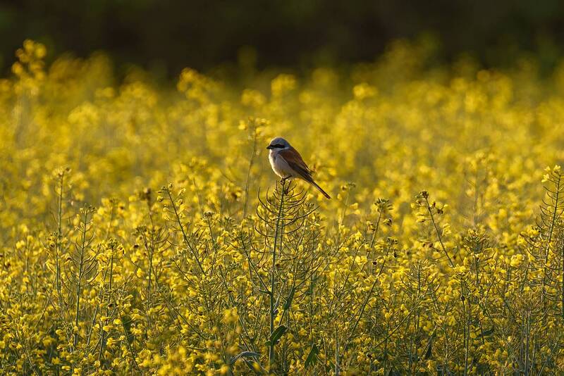 кавказ, кмв, поле, полевые цветы, цветение, рапс, птицы, жулан Зорро в рапсе фото превью