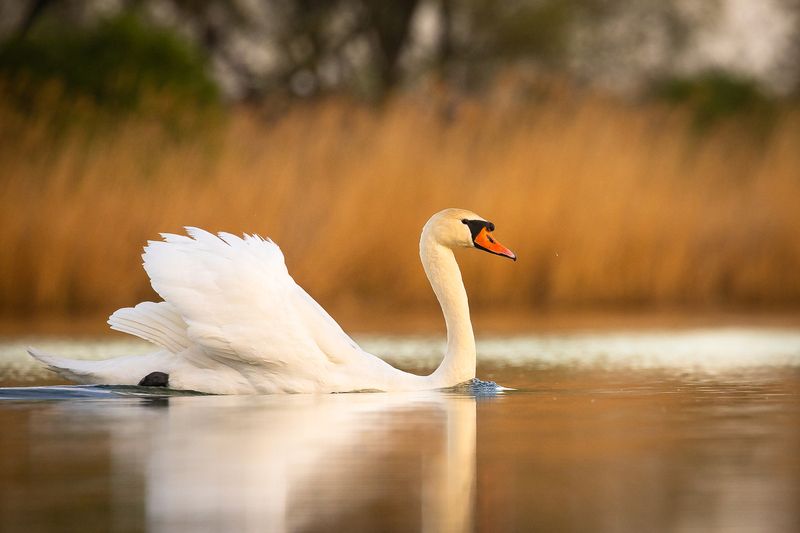Swan фото превью