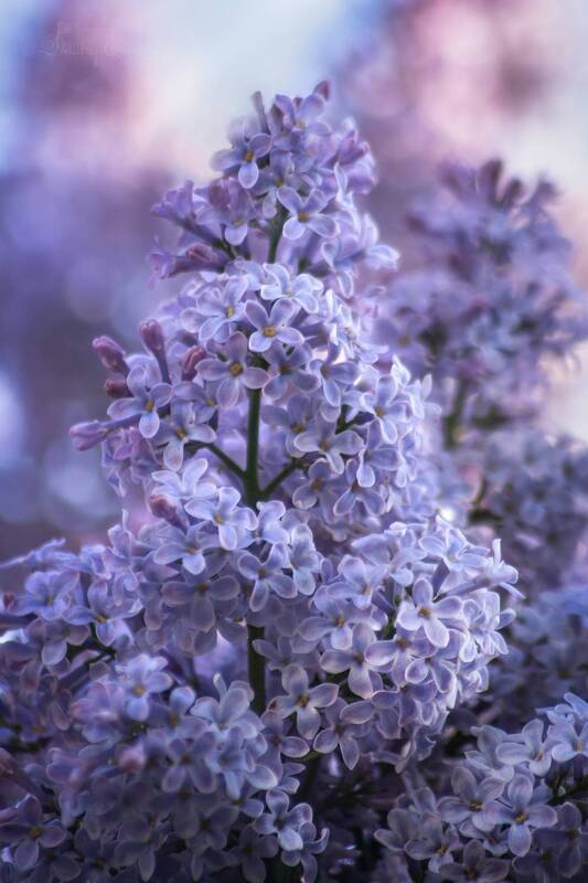 сирень, аромат, весна, апрель, природа Сиреневое небо опустилось на землю, рассыпавшись тысячами маленьких звезд... фото превью