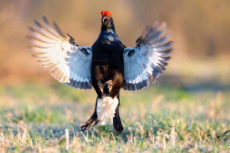 Тетерев на току. фото превью