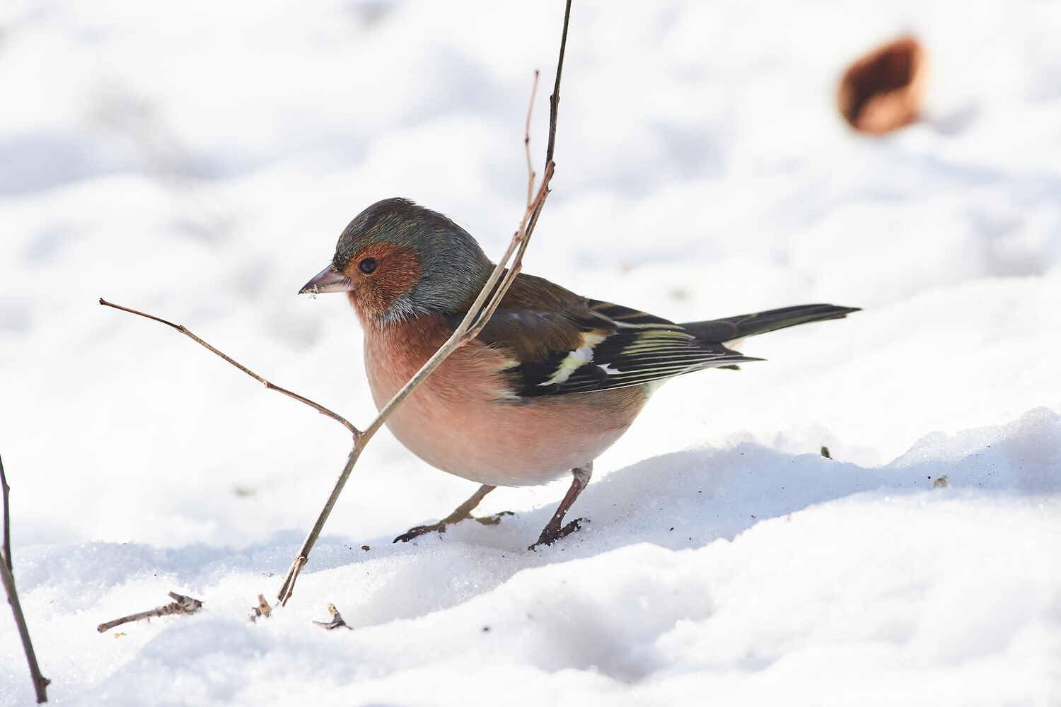 Fringilla coelebs, зяблик, Павел Сторчилов