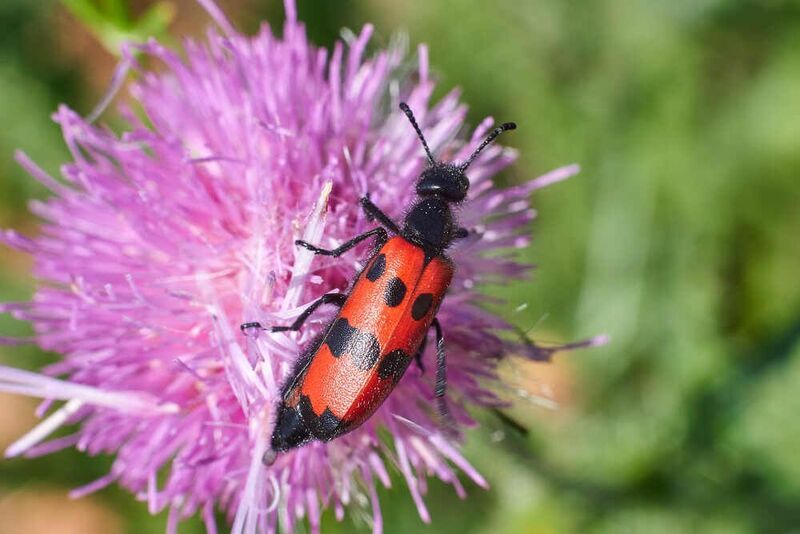 Mylabris quadripunctata, Четырехточечный Нарывник Mylabris quadripunctata фото превью