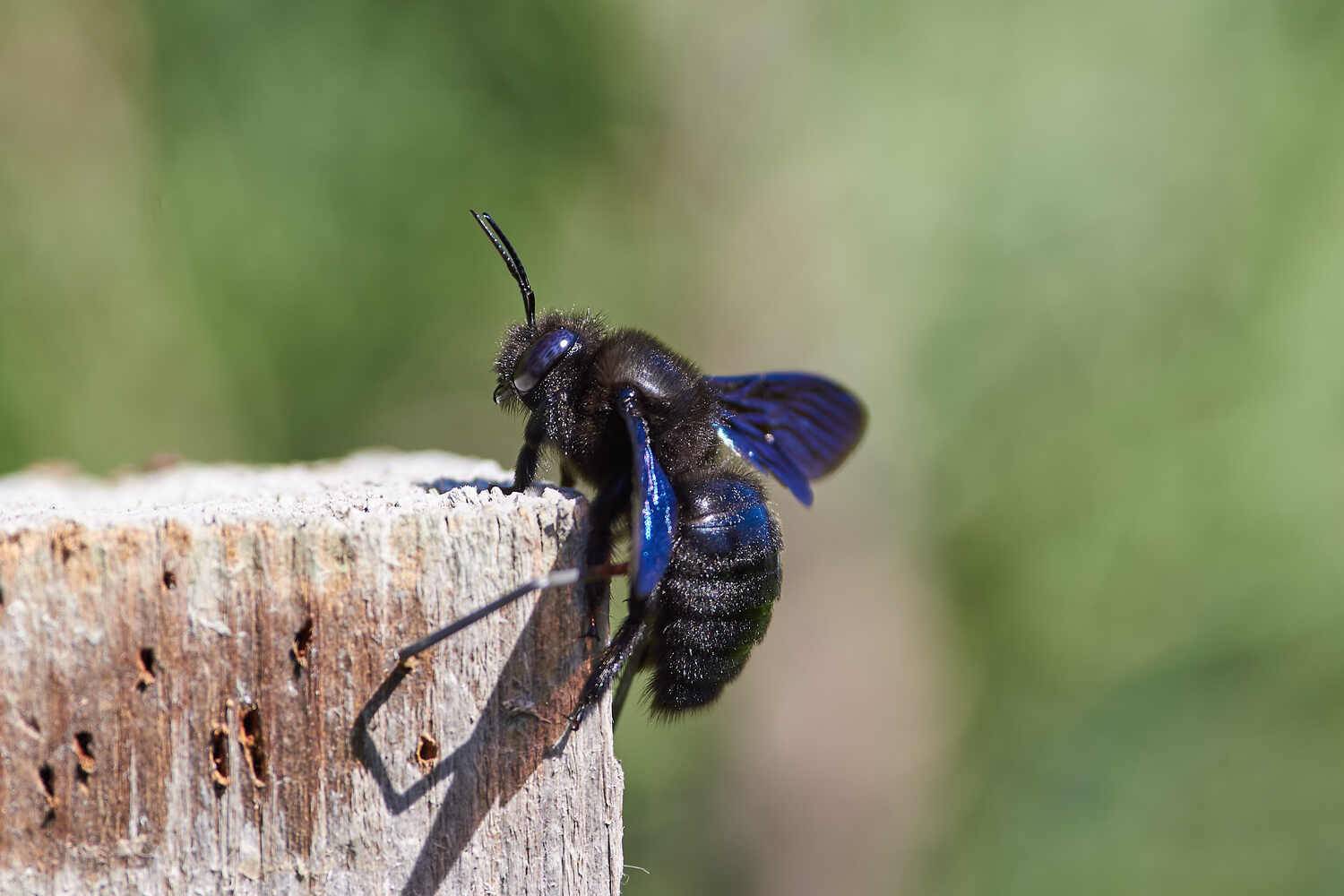 Xylocopa valga, пчела-плотник, Павел Сторчилов