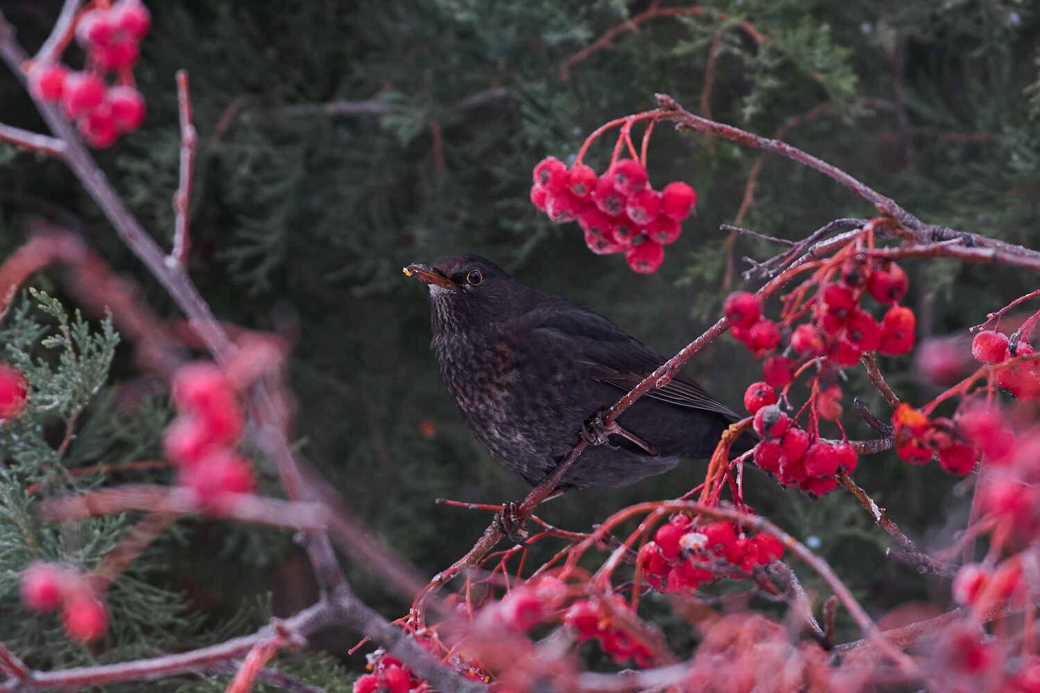 Turdus merula, черный дрозд, Павел Сторчилов