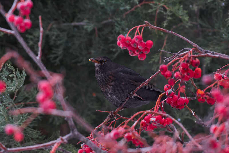 Turdus merula, черный дрозд Turdus merula фото превью
