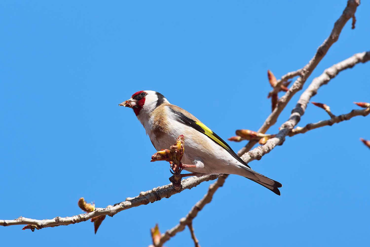 Carduelis carduelis, черноголовый щегол, щегол, Павел Сторчилов