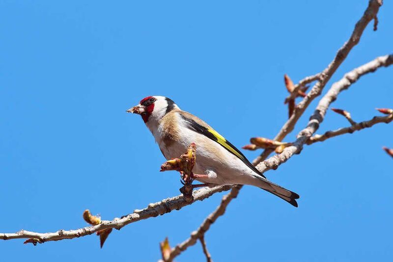 Carduelis carduelis, черноголовый щегол, щегол Carduelis carduelis фото превью