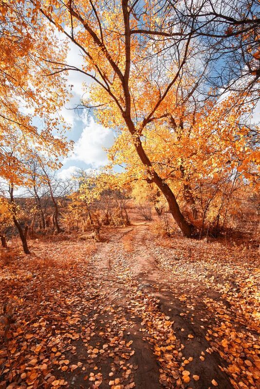 осень, волгоград, россия Autumn фото превью
