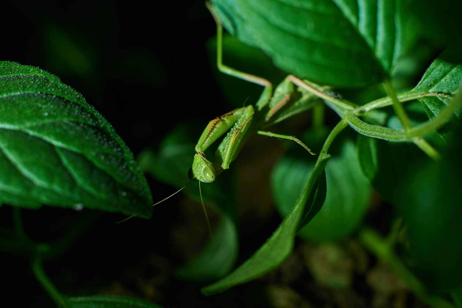 Iris polystictica, ирис восточный, Павел Сторчилов