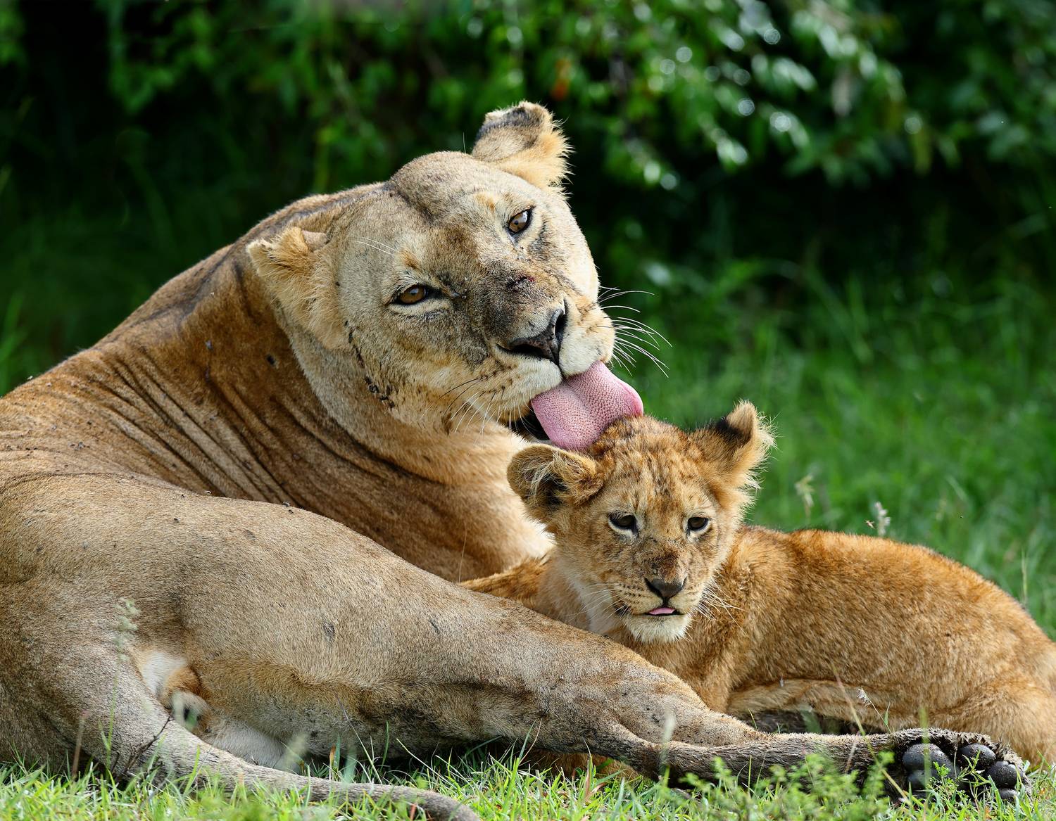 , Гудков Андрей