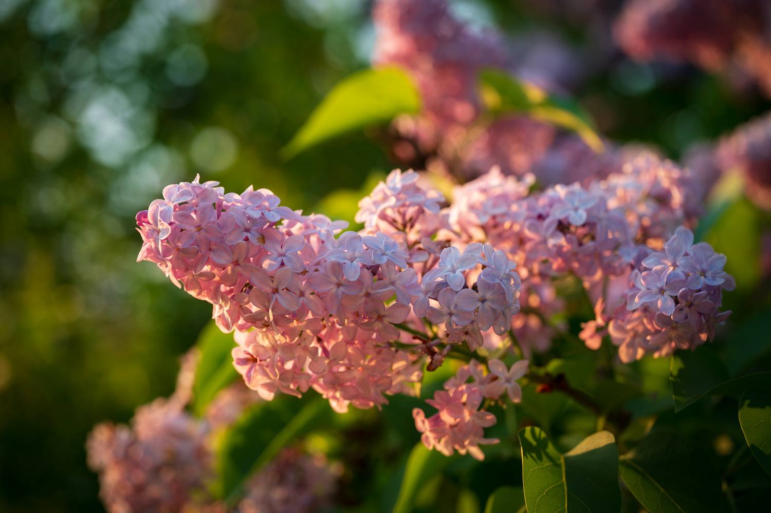 , Сергей Тихомиров