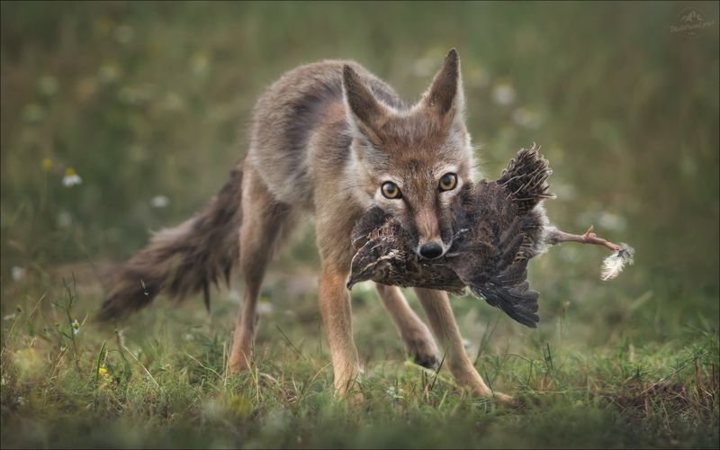 корсак, степная лиса, степная лисица, vulpes corsac, маныч, калмыкия Кража со взломом фото превью