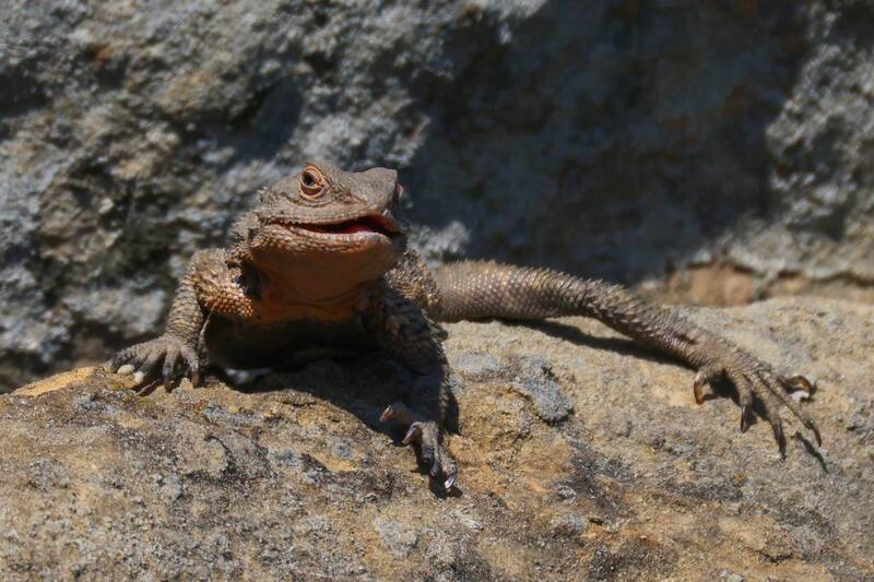 кавказскаяагама, горы, дагестан Кавказская Агама.. фото превью