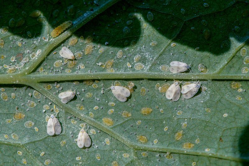 Белокрылка, чистотеловая Мир под листом фото превью