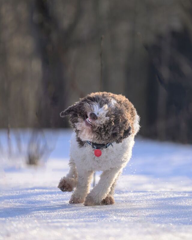 Dinogotto фото превью