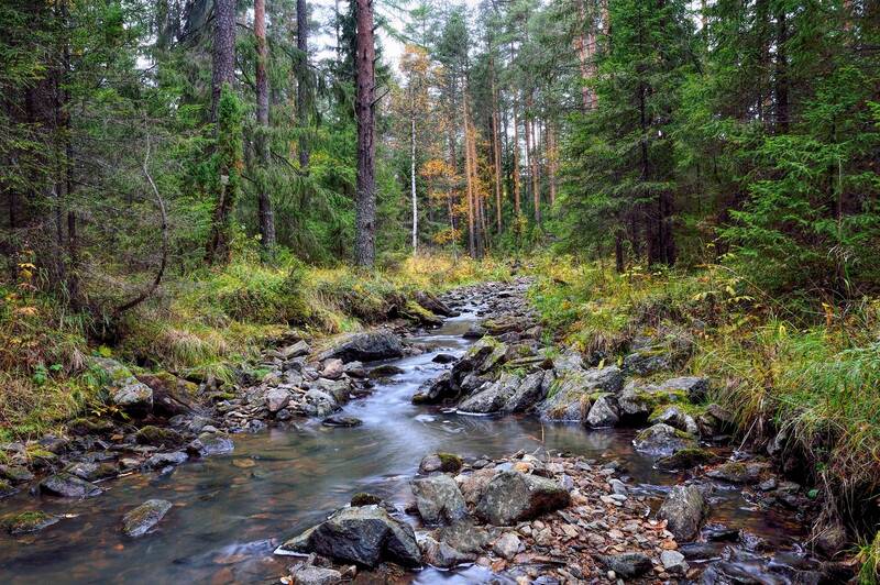 Лесная речка фото превью