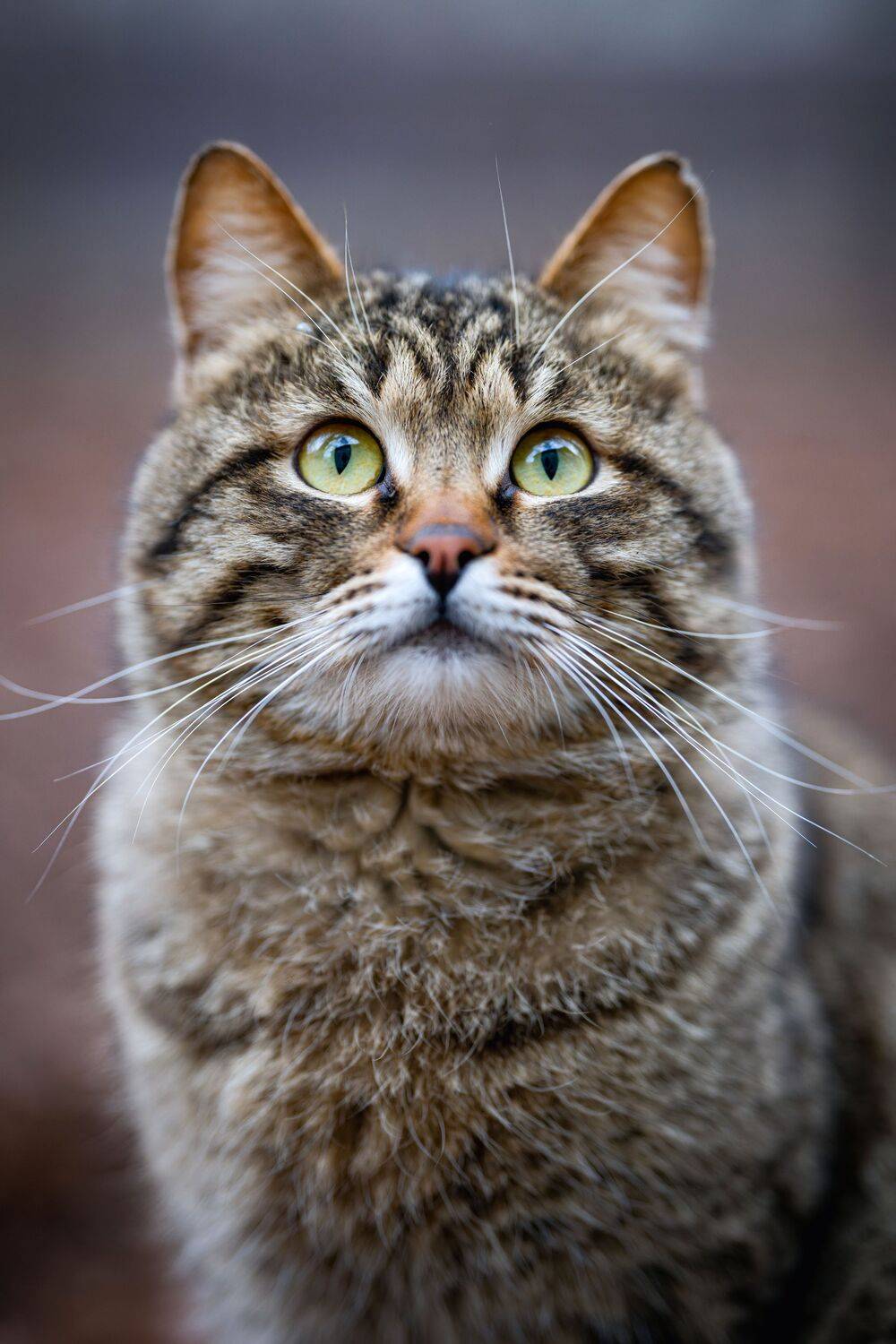 анималистика, животные, котики, портрет, стрит, Леша Родин