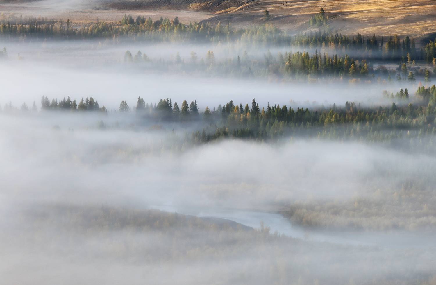 туман, утро, чуя, курай, алтай, Галина Хвостенко