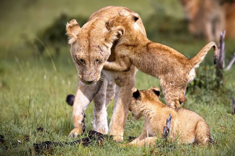 Малышковые забавы фото превью