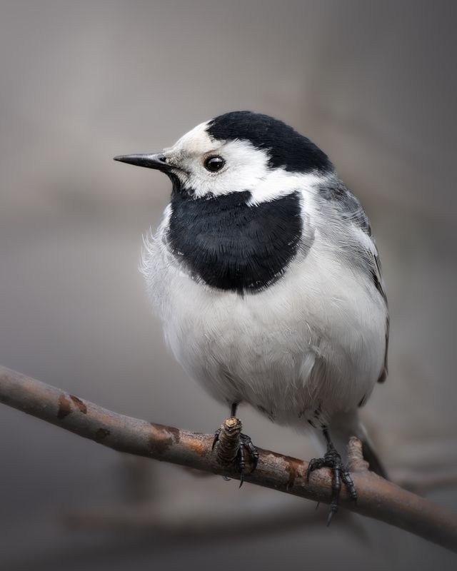 Белая трясогузка (Motacilla alba) фото превью