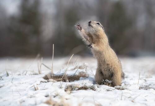 И это снежная весна