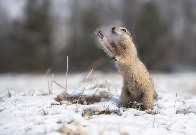 красноярск, снег, суслик, весна И это снежная весна фото превью