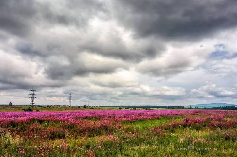 цветение, тучи, трасса м53, путешествие на автомобиле, поле, небеса, иван-чай, иркутская область, фототуризм, путешествия по россии, природа, вид, sony rx photo Поля с Иван-чаем  в Иркутской области фото превью