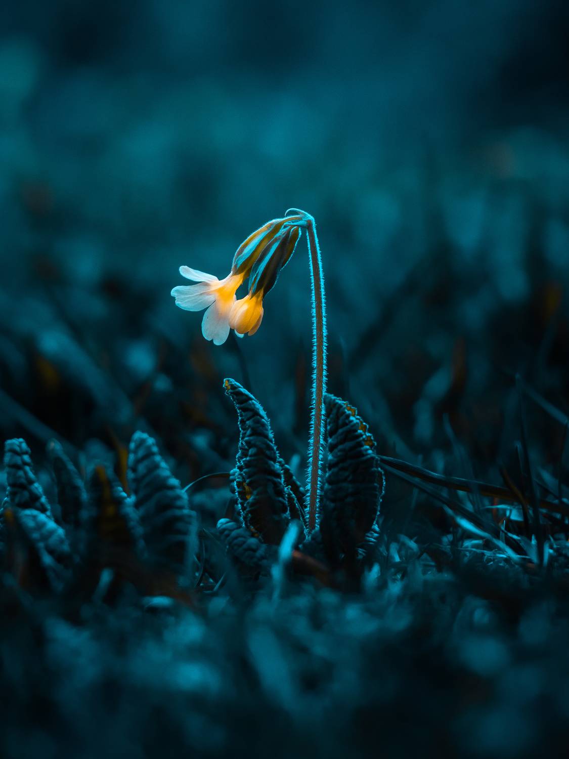 , Сергей Белокуров